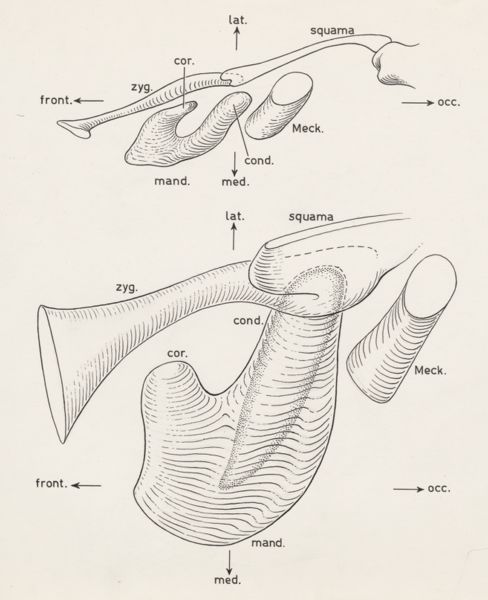 J Tinkelenberg, Musculoskeletal system of an embryo