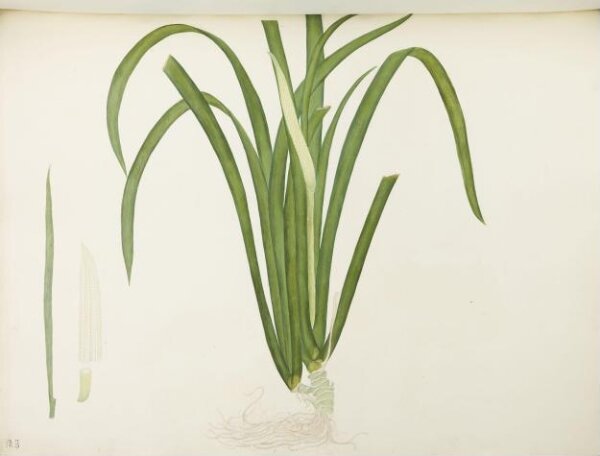 unknown, Flowers and Fruits