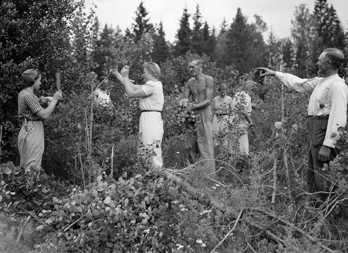 Paul Sandberg, “The Asps are estimated on leaves” when young people work with deciduous trees on a little farm, Almunge. Community action organised by the County Labour Board in Uppsala County. Arrendator Werner Johansson leads the work