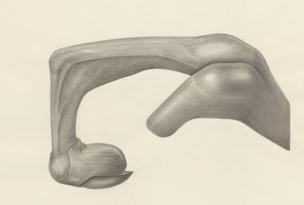 H.G Wetselaar, Muscular tissue of a mammal's finger