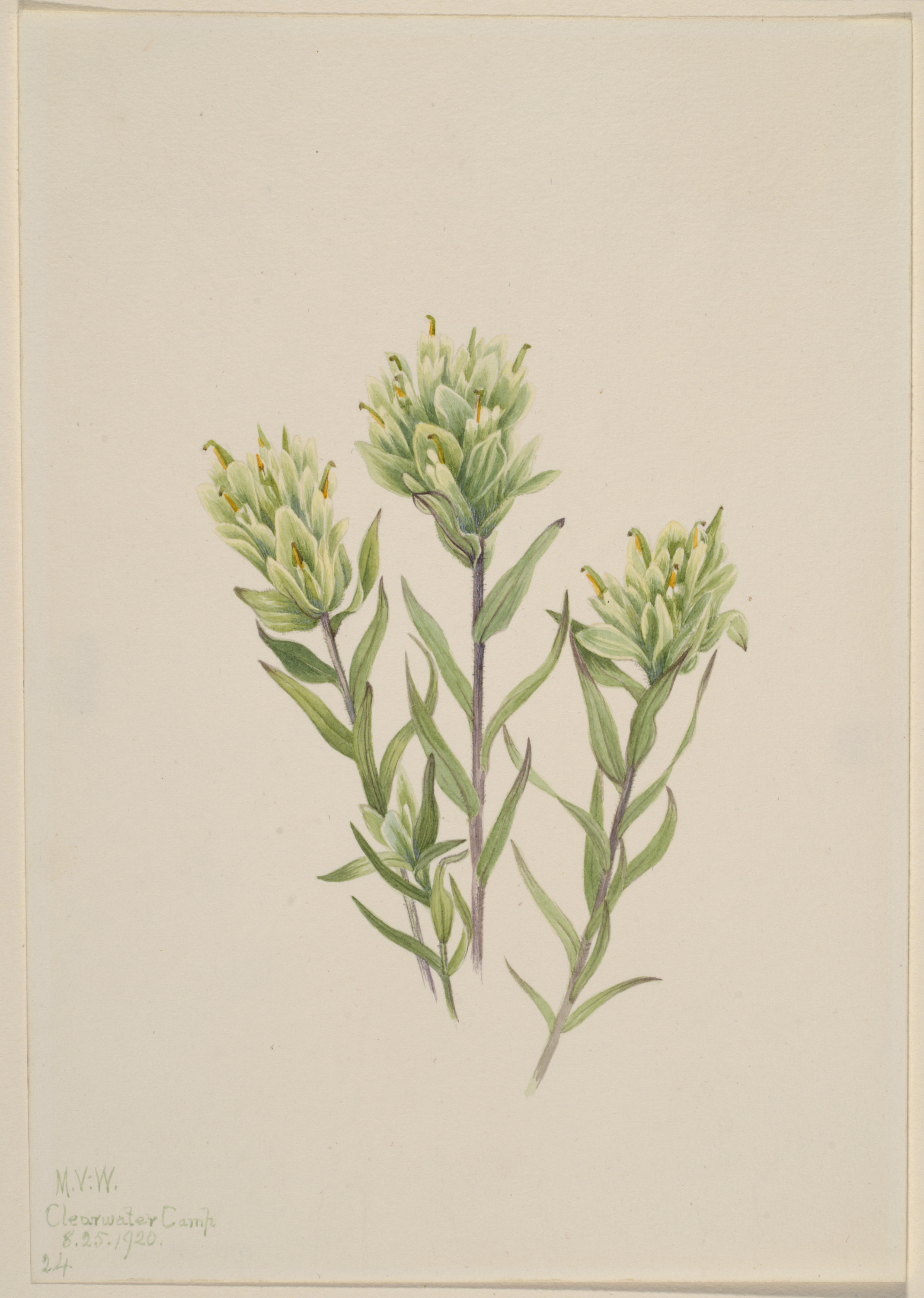 Mary Vaux Walcott, White Indian Paintbrush (Castilleja occidentalis)