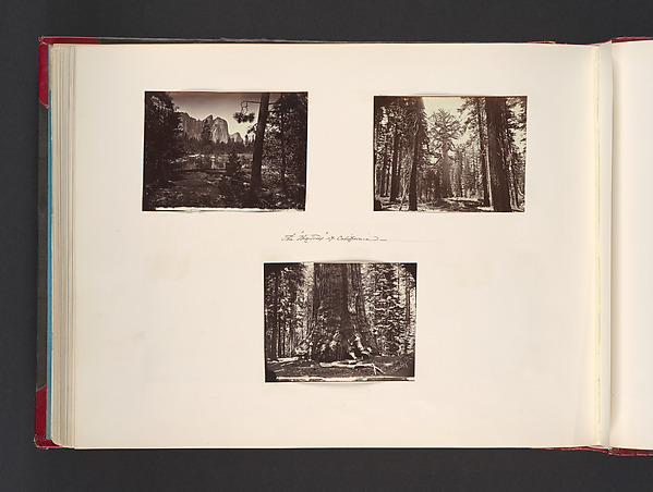John Thomson, The Big Trees of California