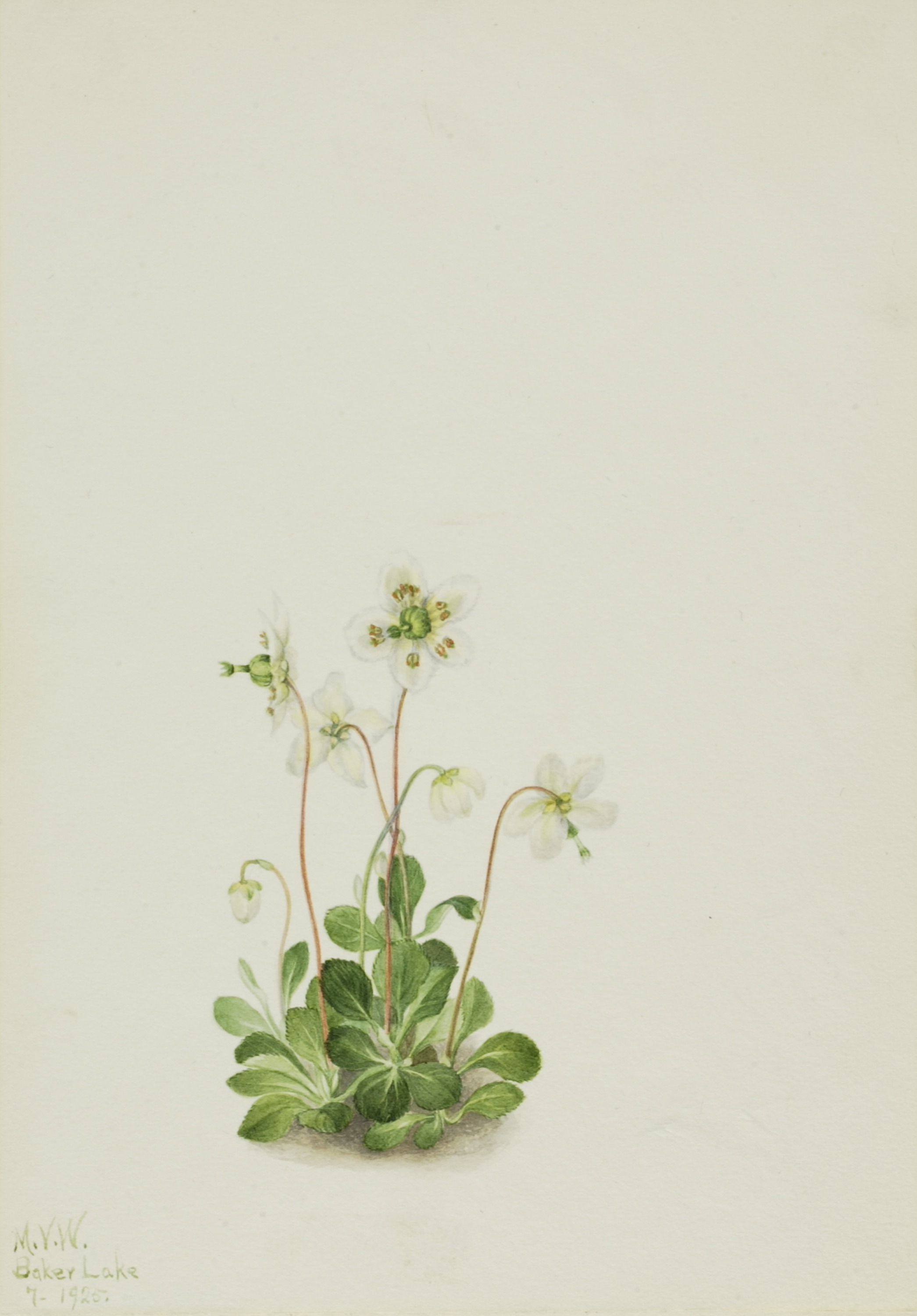 Mary Vaux Walcott, Wood Nymph (Moneses uniflora)