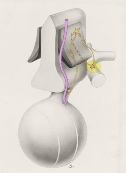 J Tinkelenberg, Part of the central nervous system