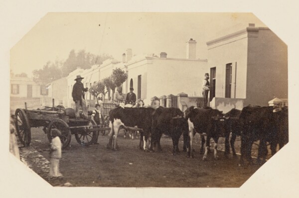 Unknown, [A Farmer Herds Cattle through a Residential Area]