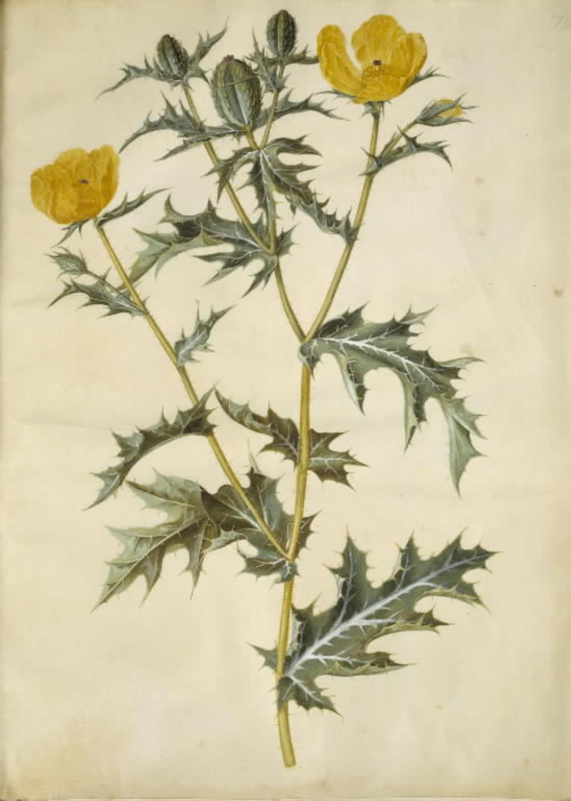 Hans Simon Holtzbecker, Argemone mexicana (mexicansk pigvalmue)