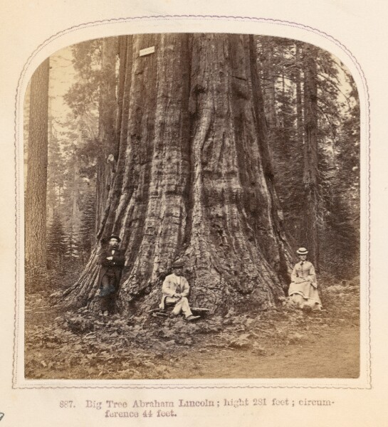 Thomas Houseworth, Big Tree Abraham Lincoln