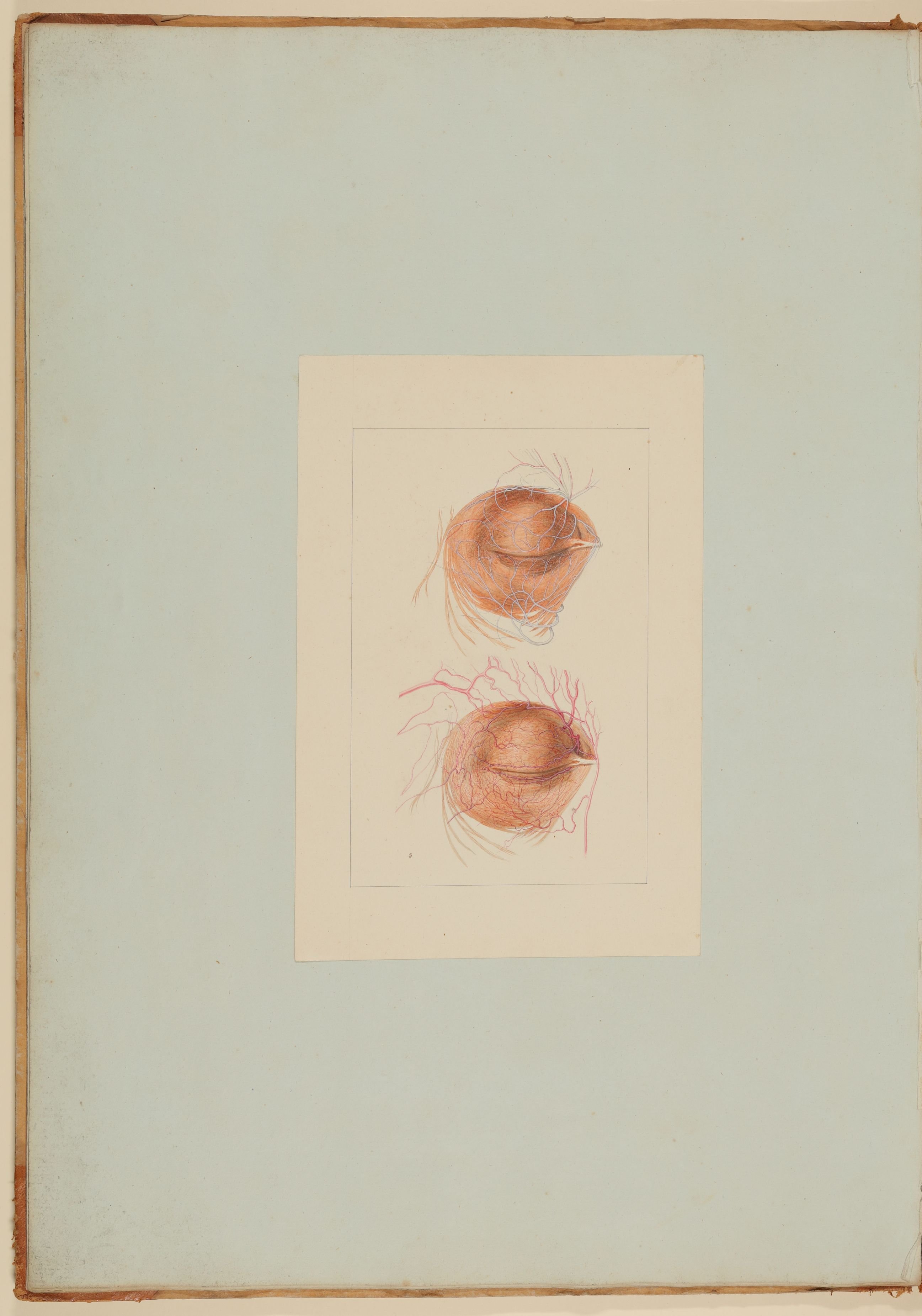 Christian Koeck, Nerven und Arterien der Augenlider [Vorzeichnung zu Samuel Thomas Soemmerring, Abbildungen des menschlichen Auges, Frankfurt am Main 1801, Tafel II ("schattierte" Darstellung), Fig. 2 und Fig. 3]