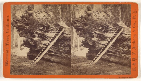 Edward and Henry T. Anthony & Co., Eagle's Wing. [Mammoth Trees, California]
