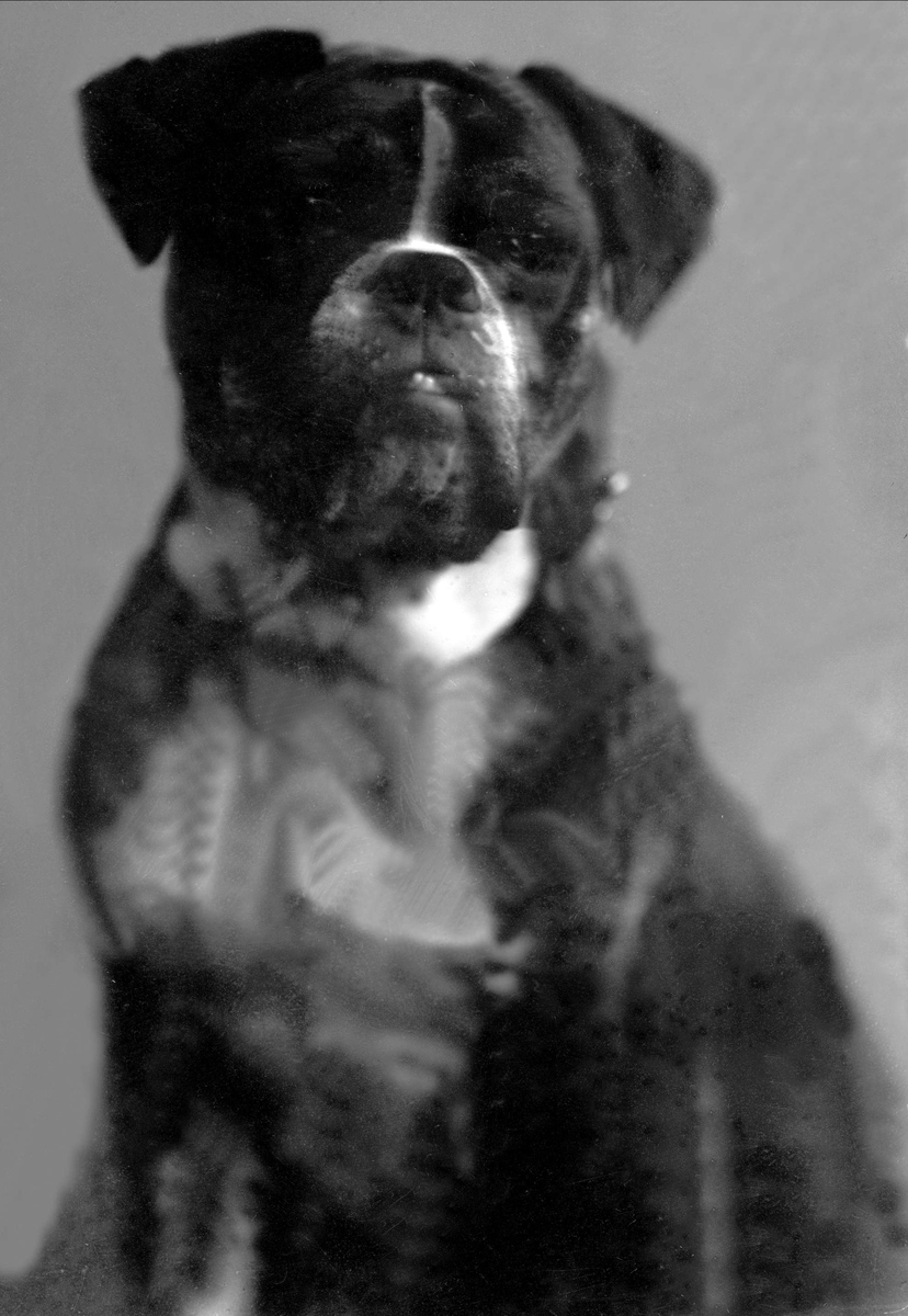 Gustav Borgen, Portrett, Malms hund.