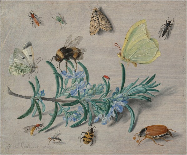 Jan van Kessel the Elder, Insects and a Sprig of Rosemary
