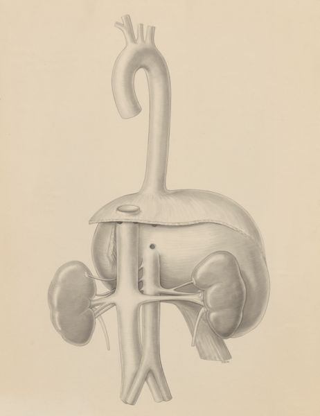 J Wetselaar-Whittaker, Kidneys