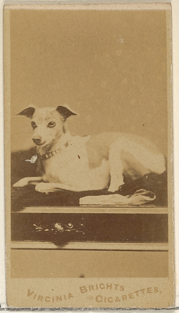 Allen & Ginter, From the Dogs series (N47) for Virginia Brights Cigarettes
