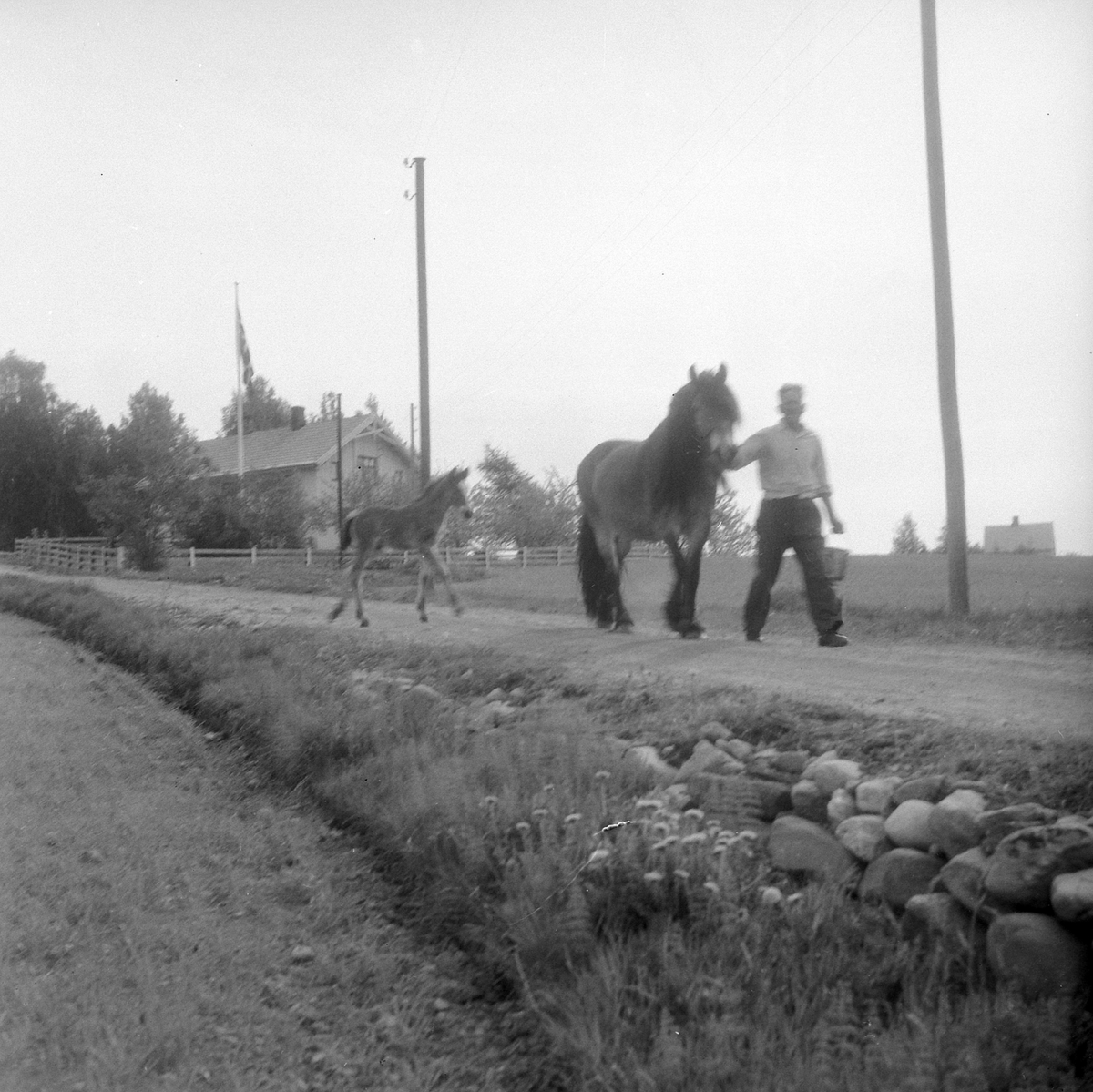 Adolf Skjegstad, ASK-03535