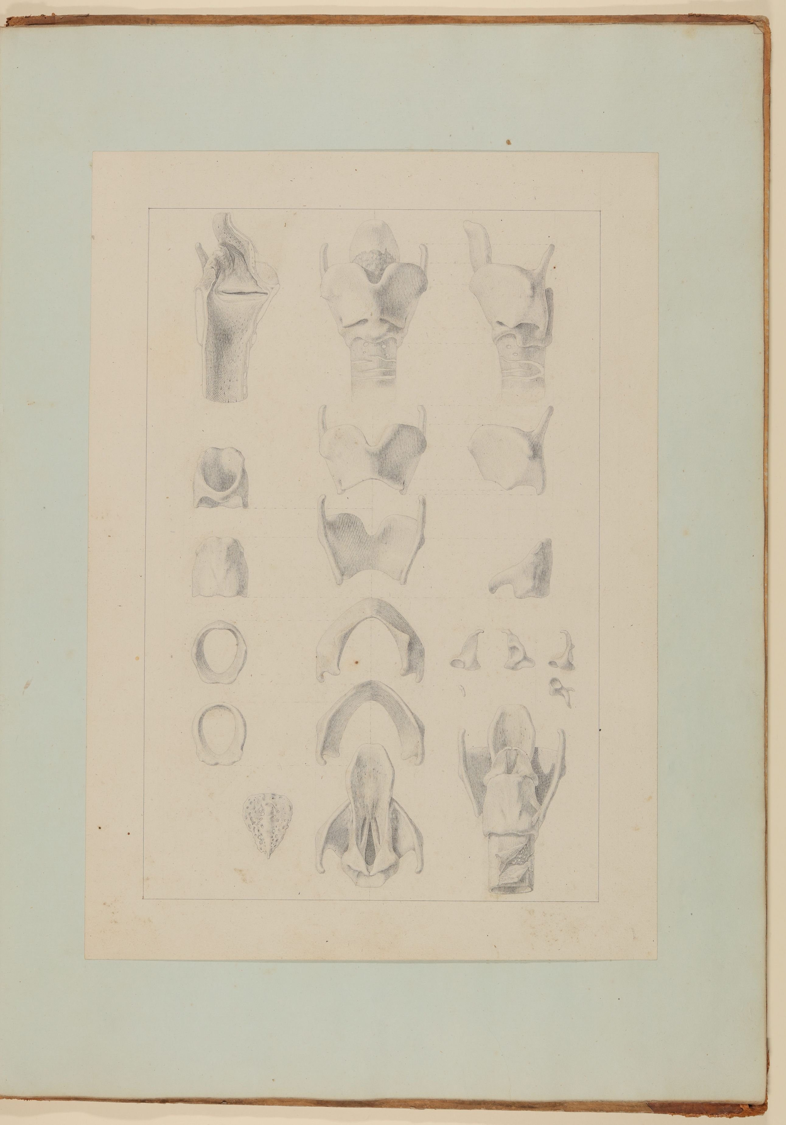 Christian Koeck, Der menschliche Kehlkopf mit Schild-, Ring- und Schnepfknorpel [Vorzeichnung zu Samuel Thomas Soemmerring, Abbildungen der menschlichen Organe des Geschmackes und der Stimme, Frankfurt am Main 1806 ("schattierte" Darstellung)]