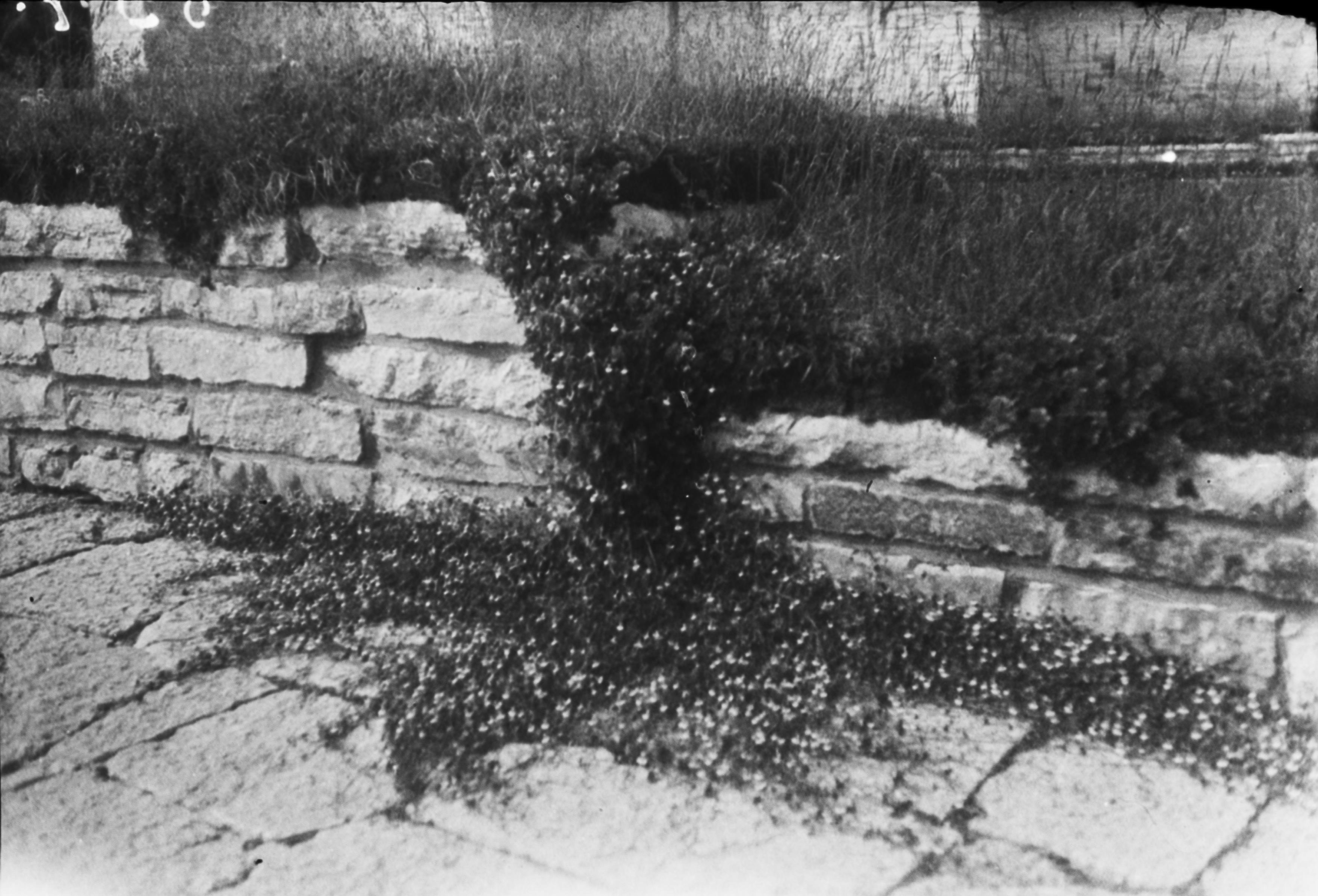 Sigurd Curman, Varnhems klosterruin