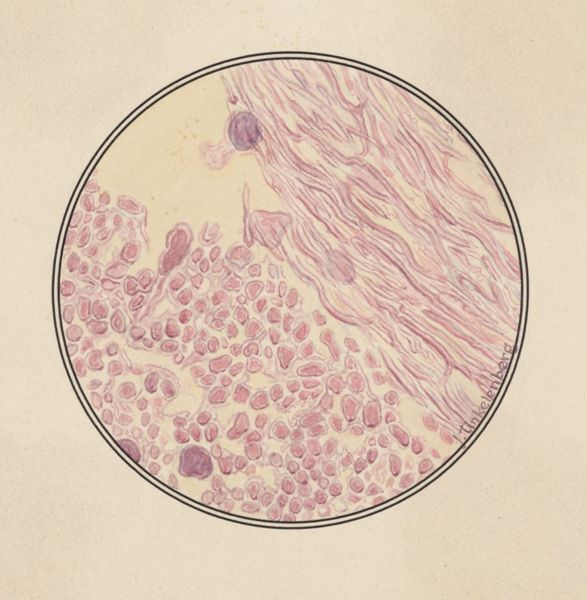 J Tinkelenberg, Microscopic view of the digestive system