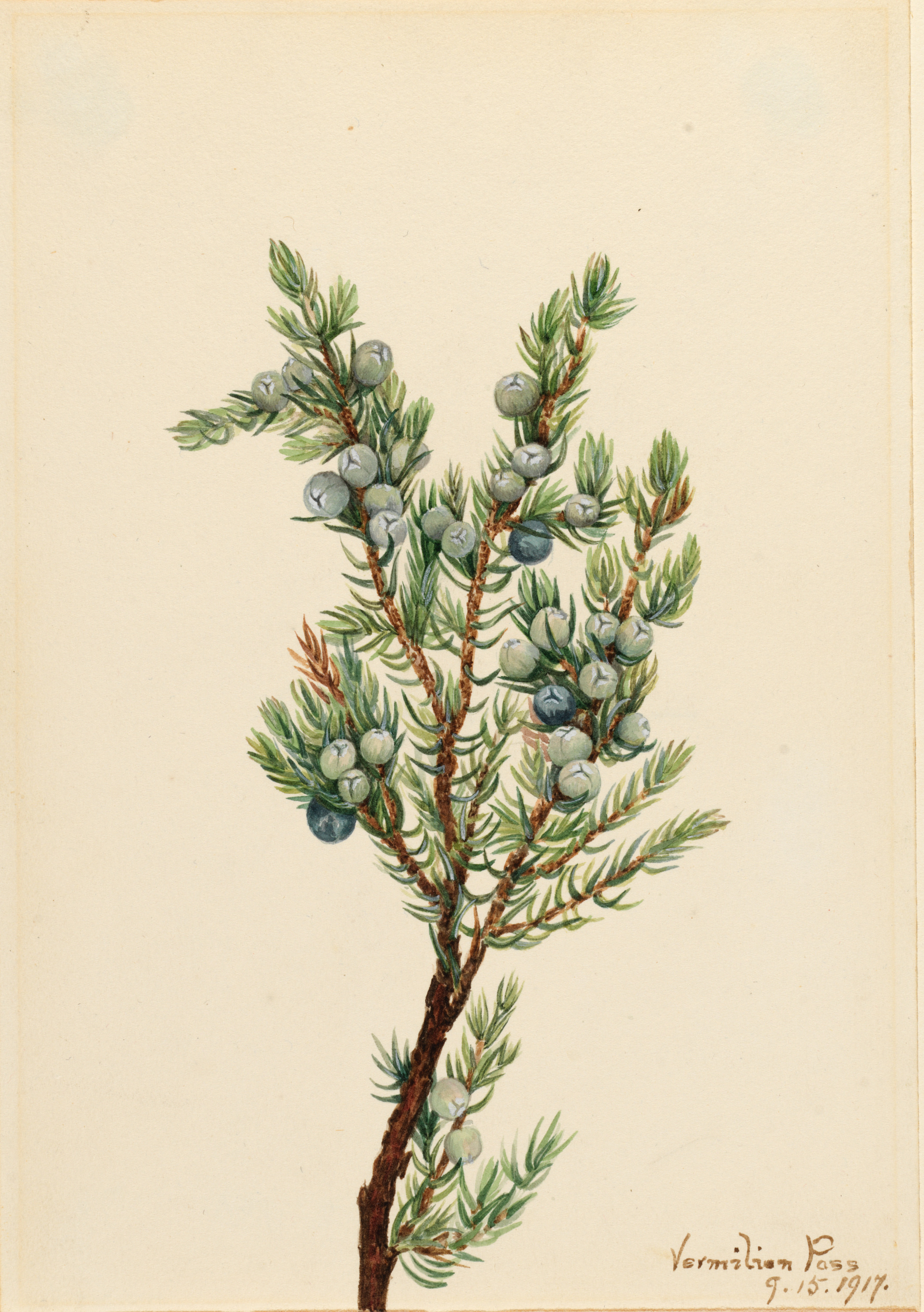 Mary Vaux Walcott, Mountain Juniper (Juniperus sibirica)