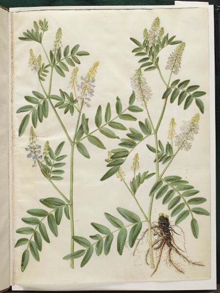 Hans Simon Holtzbecker, Galega officinalis (læge-stregbælg)
