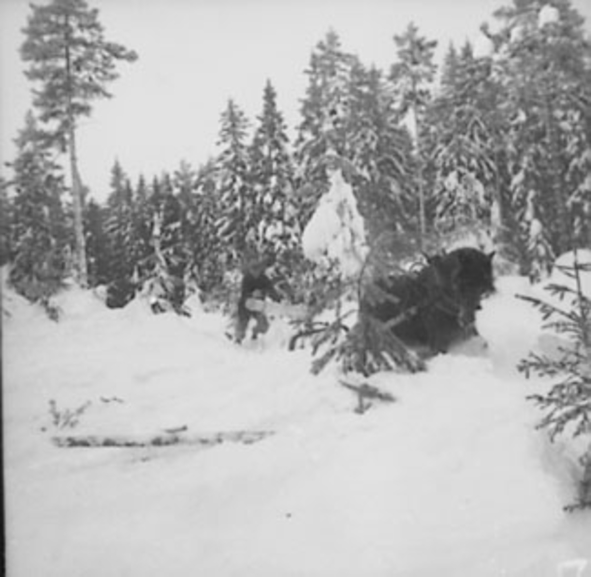 Anno Domkirkeodden, TØMMERKJØRING, SKOGBRUK, TØMMERLUNNE, MANN OG HEST, VINTER, MYE SNØ, STANGE