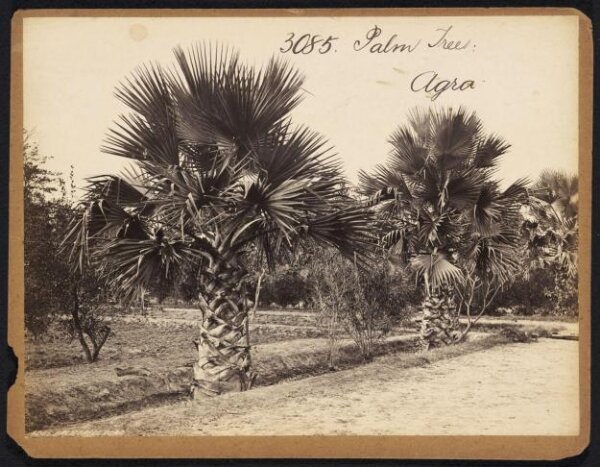 Francis Frith, Palm Trees.  Agra