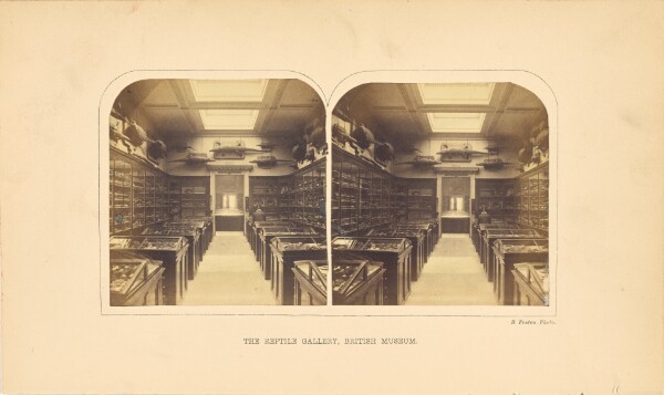 Roger Fenton, The Reptile Gallery, British Museum
