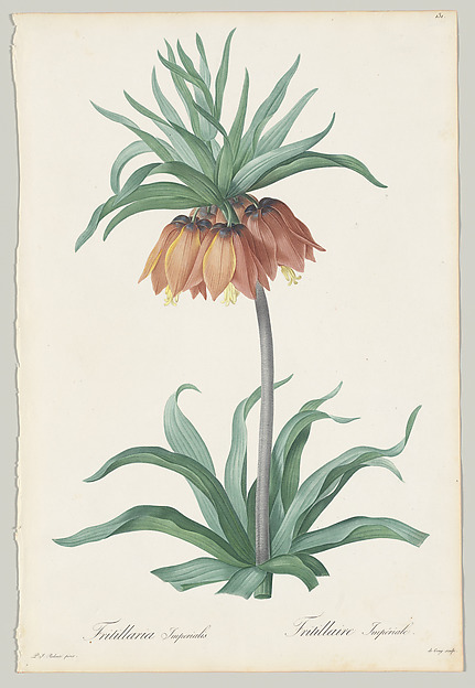 Pierre Joseph Redouté, Plate 131, Fritillaria Imperialis, from "Les Liliacées"