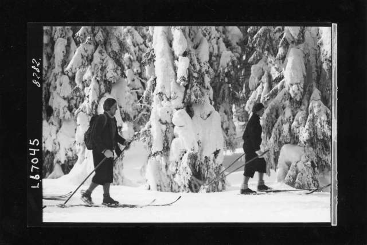 Hermann Christian Neupert, Vintermotiv. Ant. Nordmarka. To skiløpere i snøkledd skog.