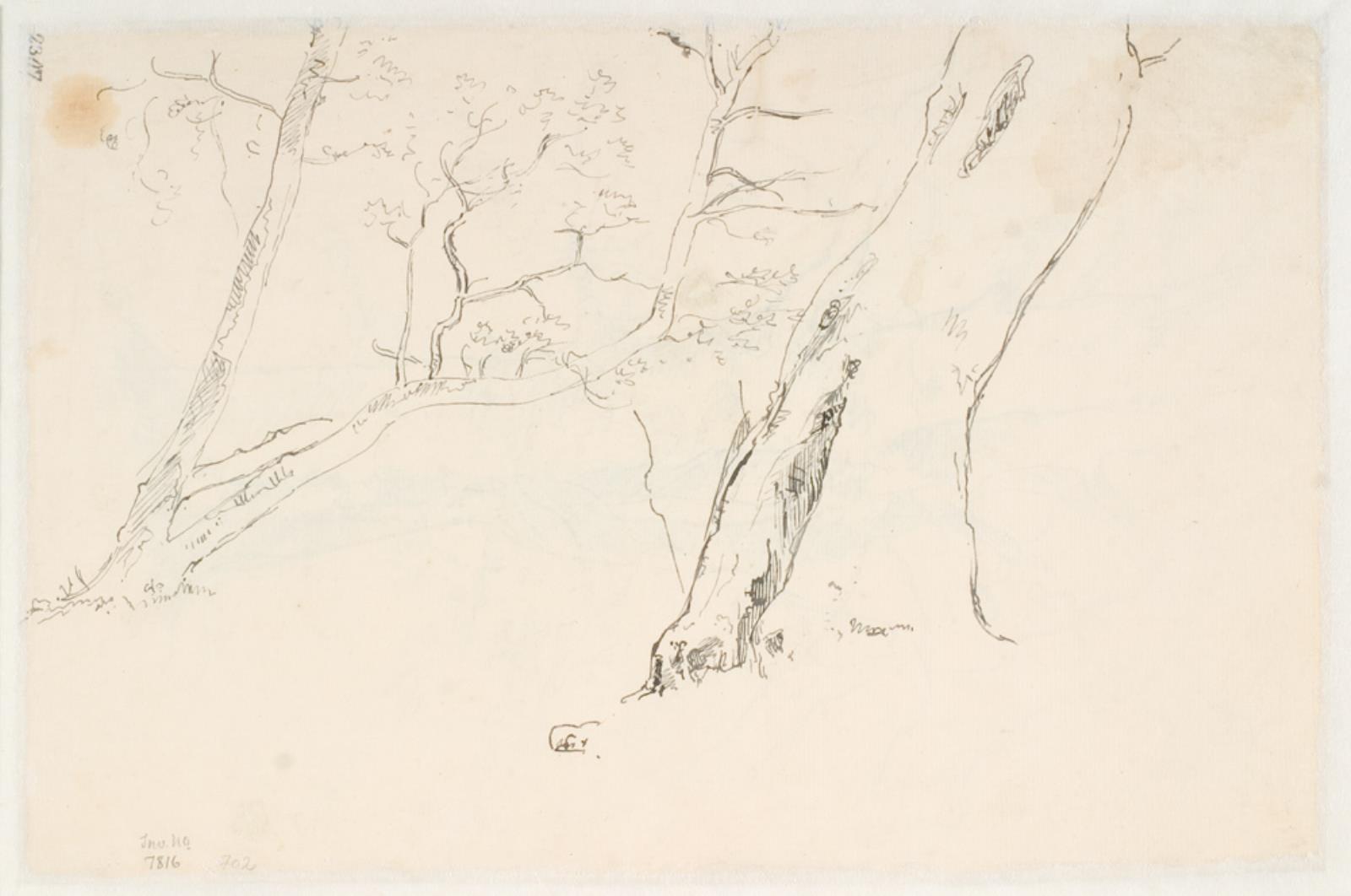 Dankvart Dreyer, Studier af stammer