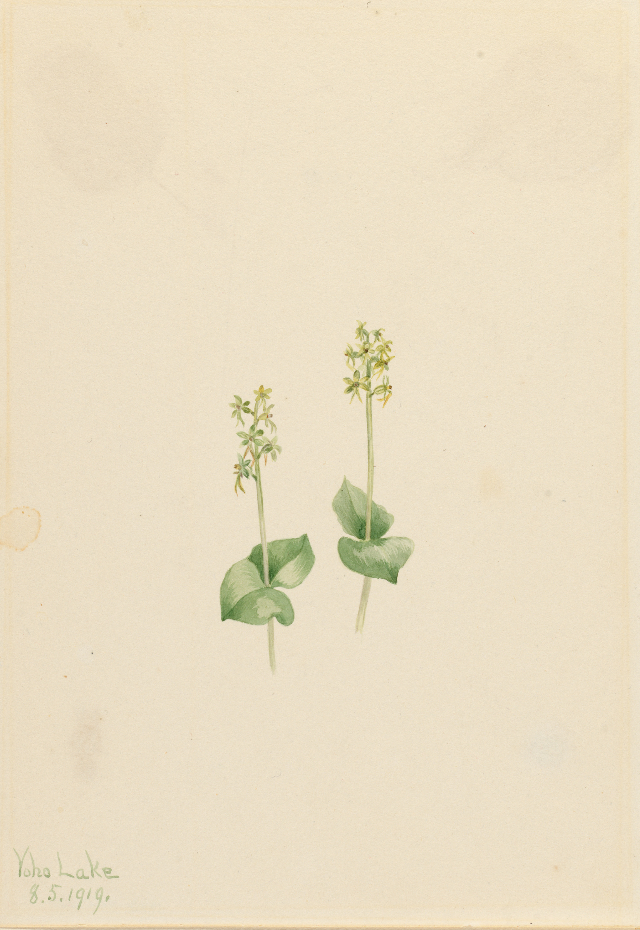 Mary Vaux Walcott, Rocky Mountain Twayblade (Ophrys necrophylla)