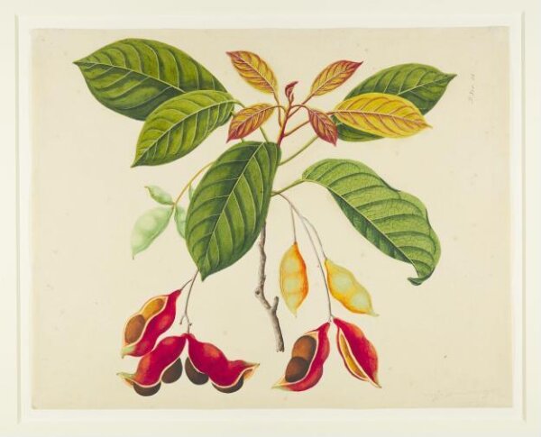 Unknown, Common Sterculia