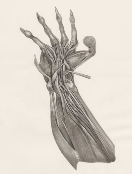 H.G Wetselaar, Muscular tissue on an animal leg