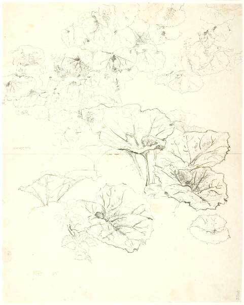Dankvart Dreyer, Bladstudier