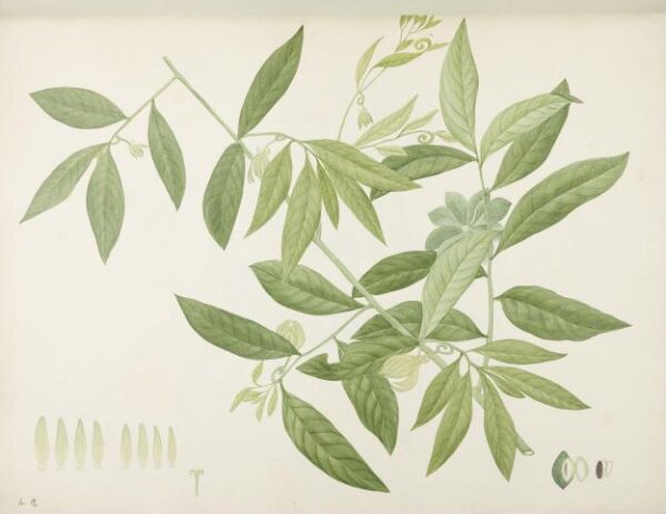 unknown, Flowers and Fruits