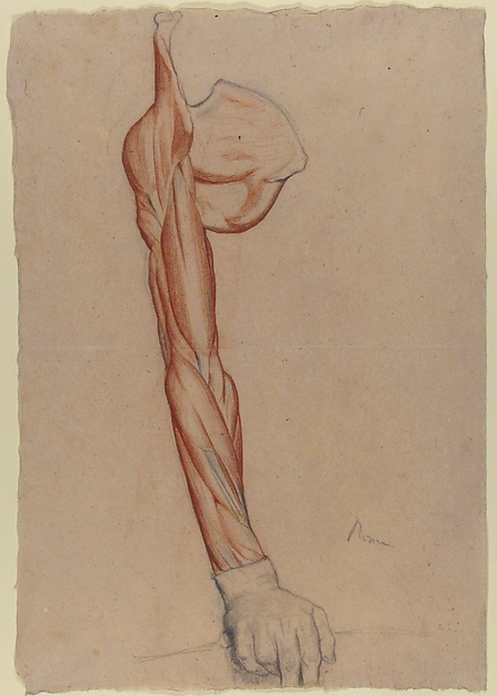 Edgar Degas, Ecorché: Right Arm and Shoulder Blade with Right Hand Intact