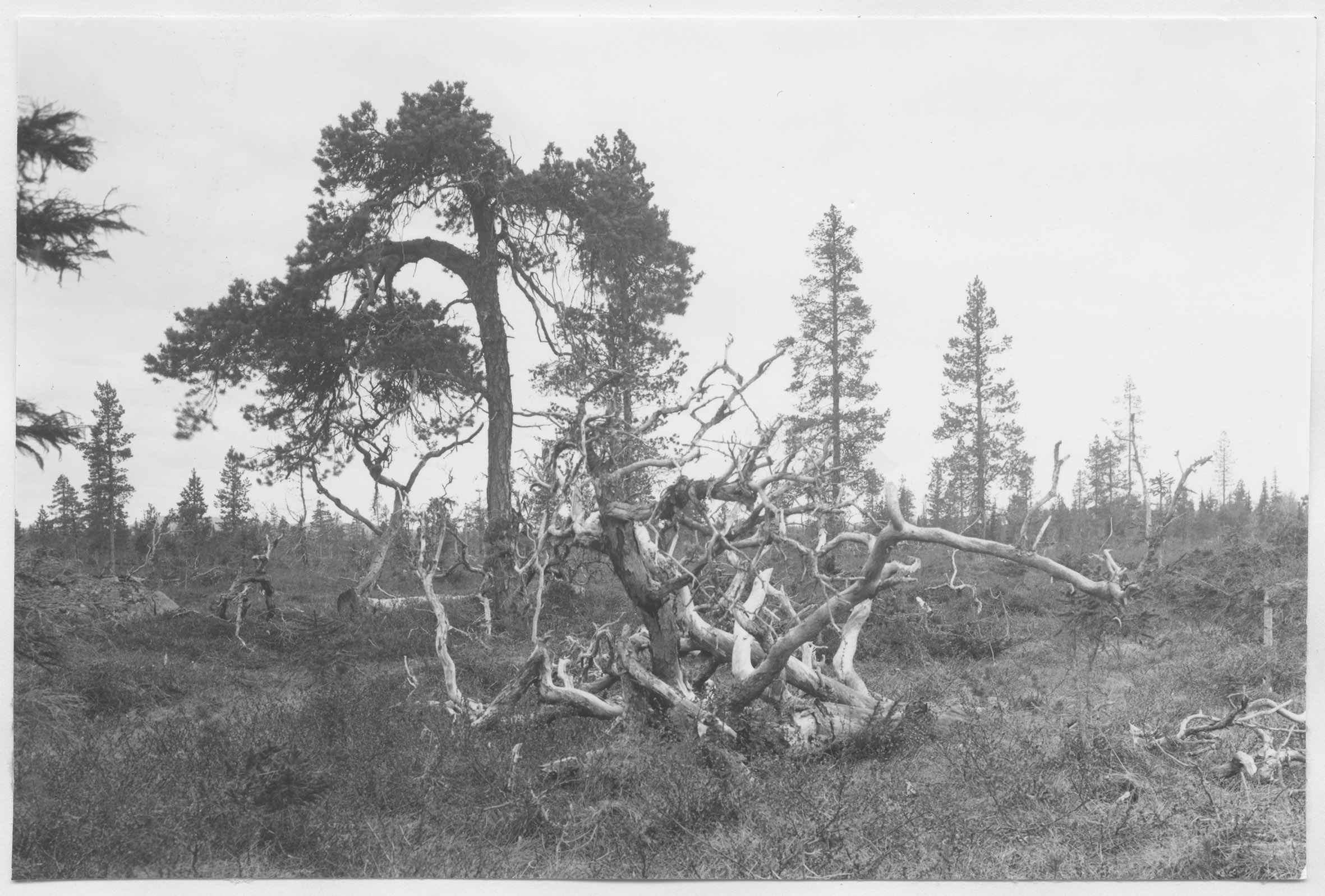Mårten Sjöbeck, Vägen Fiandberg - Norrhed