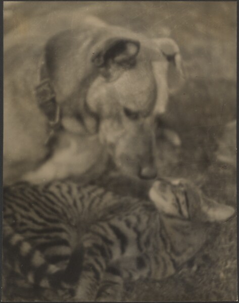Louis Fleckenstein, [Cat and Dog]