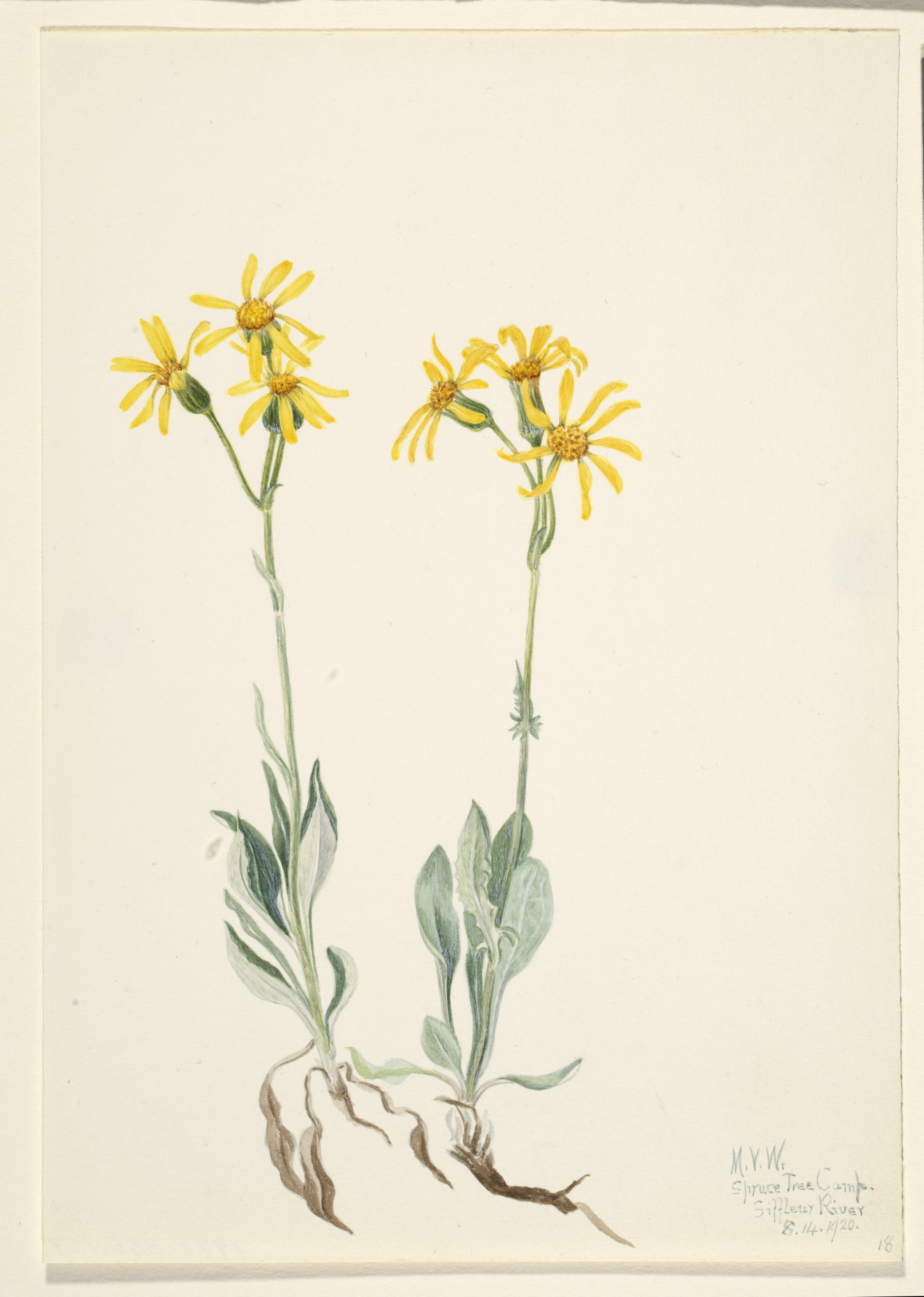 Mary Vaux Walcott, Montana Parnassia (Parnassia montanesis)