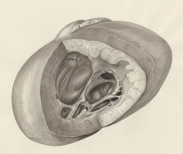 H.G Wetselaar, Heart