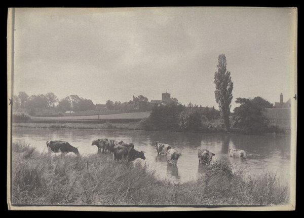 Gale, Lt. Col. Joseph, Cows in a river near a town