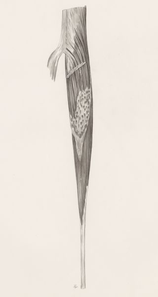 J Tinkelenberg, Muscular tissue