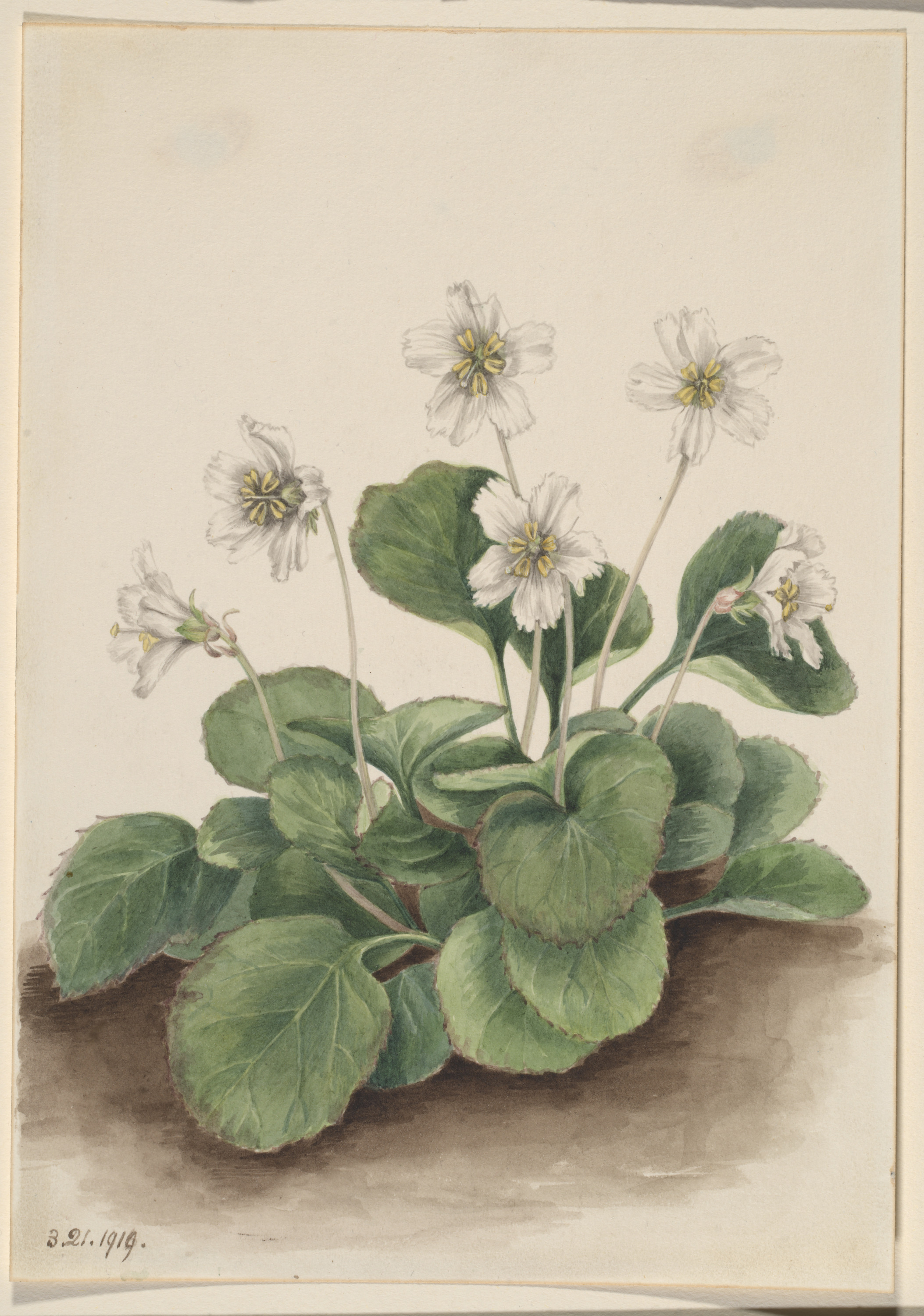 Mary Vaux Walcott, Oconee-Bells (Shortia galacifolia)