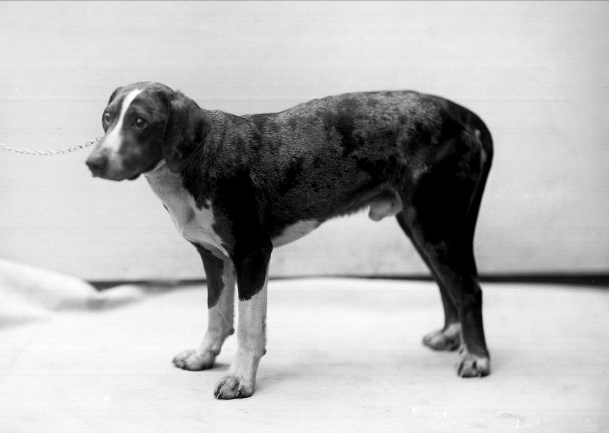 Gustav Borgen, Portrett, ståendene hund. Godseier Sundbyes hund.