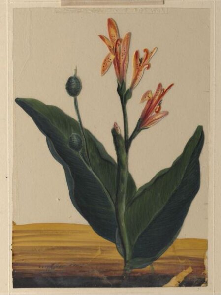 Unknown, One of eighteen drawings of flowers.