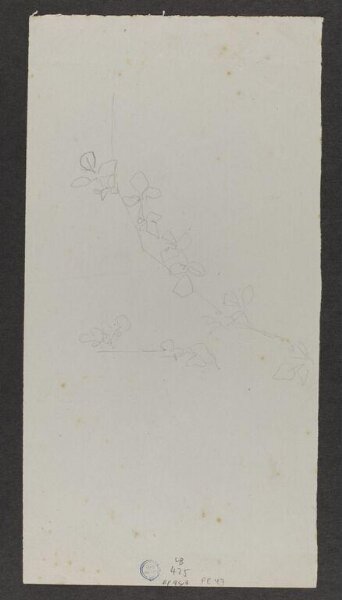 Potter, Beatrix, drawing