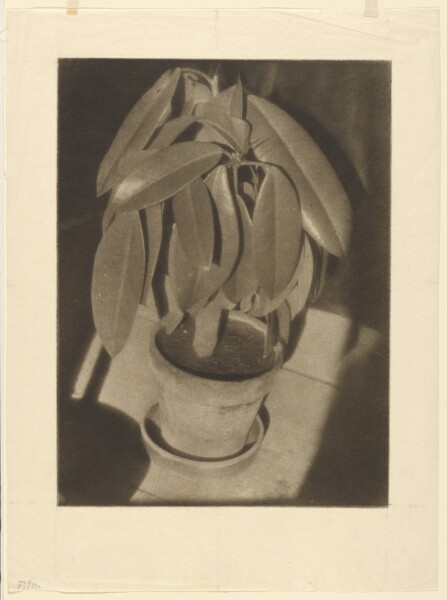 Heinrich Kühn, Rubber Tree (Gummibaum)