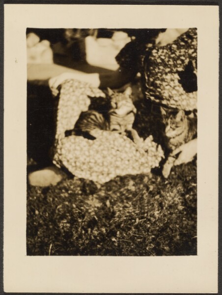 Louis Fleckenstein, [Cats]