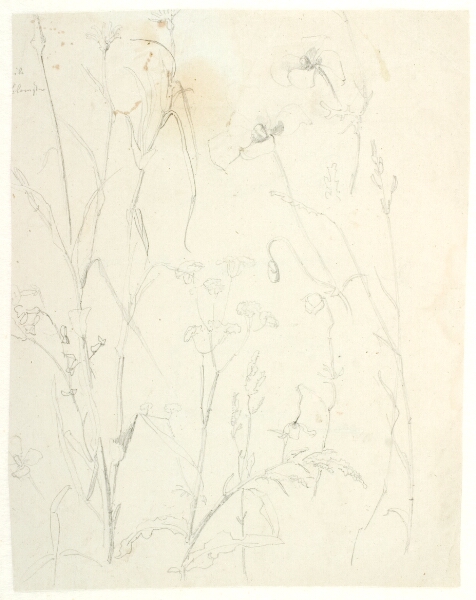 Dankvart Dreyer, Plantestudier