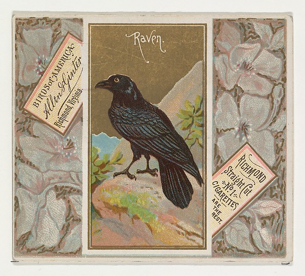 Allen & Ginter, Raven, from the Birds of America series (N37) for Allen & Ginter Cigarettes