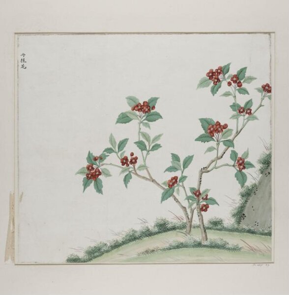 Unknown, Dan gui hua